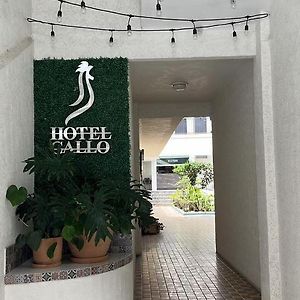 Hotel Gallo グアダラハラ Exterior photo