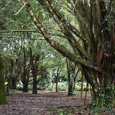 Hotel Arenal Country Inn ラ・フォルトゥナ エクステリア 写真