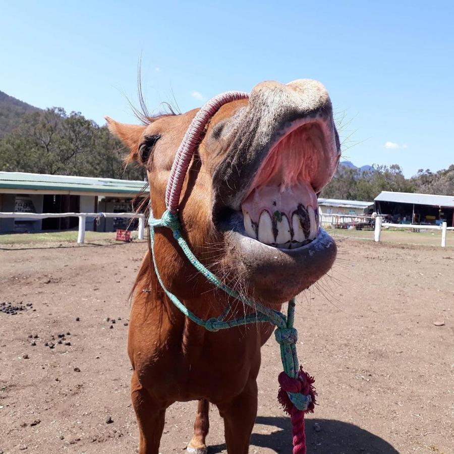 Bestbrook Mountain Farmstay Maryvale エクステリア 写真