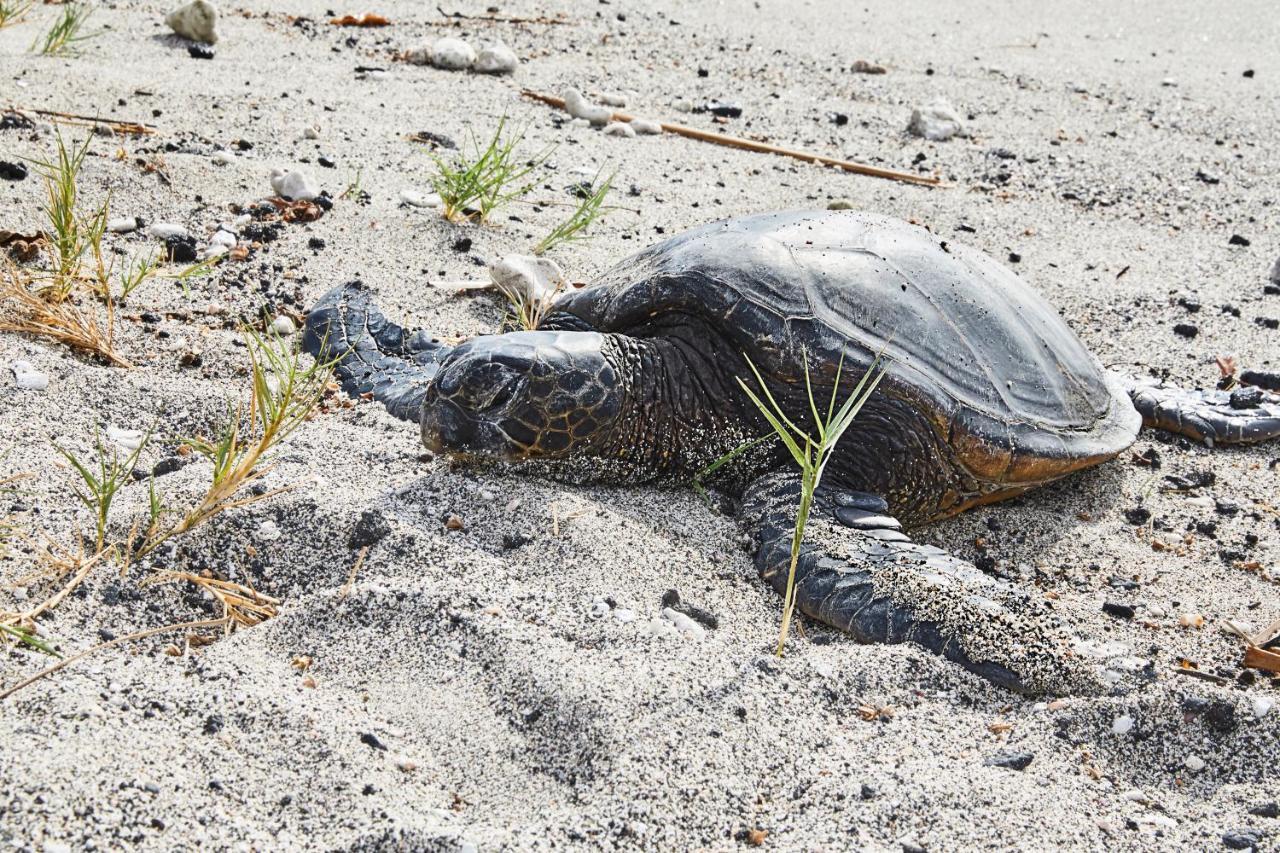 マウナ ラニ ベイ ホテル&バンガローズ Kohala Coast エクステリア 写真