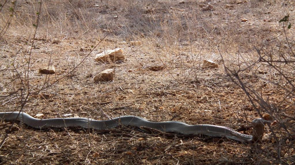 Samburu Intrepids Tented Camp Archers Post エクステリア 写真