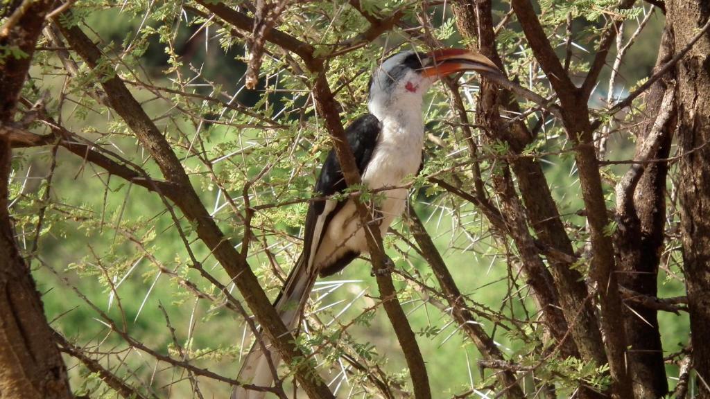 Samburu Intrepids Tented Camp Archers Post エクステリア 写真