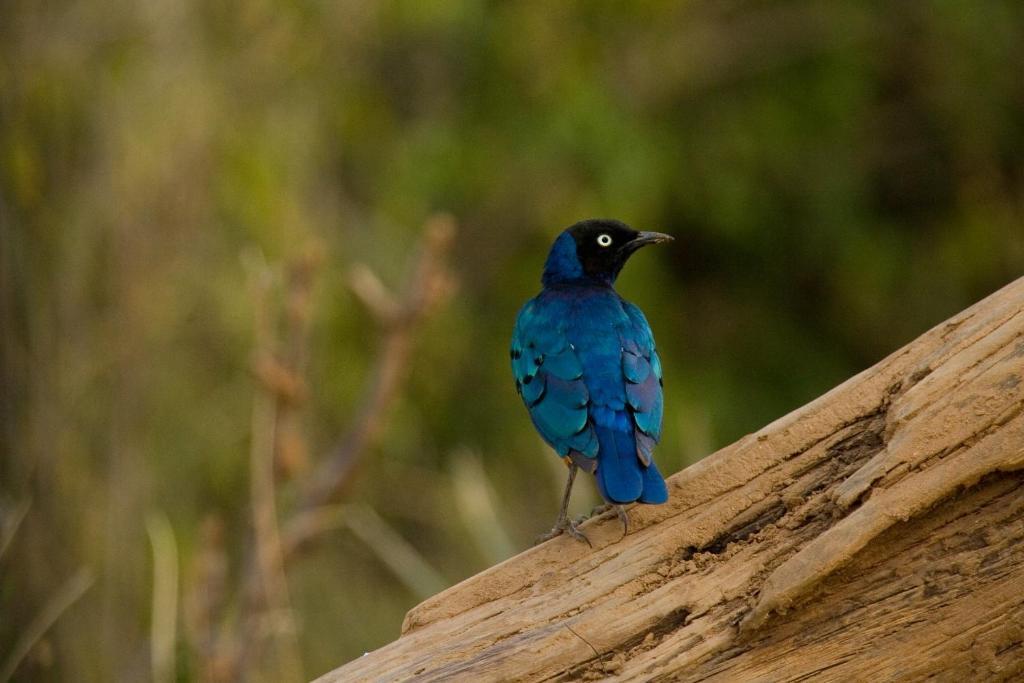 Samburu Intrepids Tented Camp Archers Post エクステリア 写真