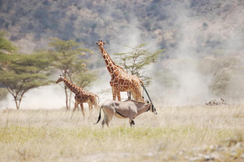 Samburu Intrepids Tented Camp Archers Post エクステリア 写真