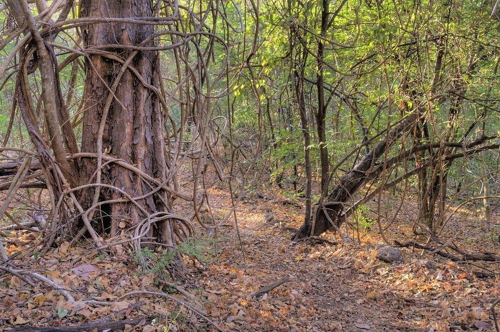 ホテルPalo Verde Biological Station グアナカステ エクステリア 写真