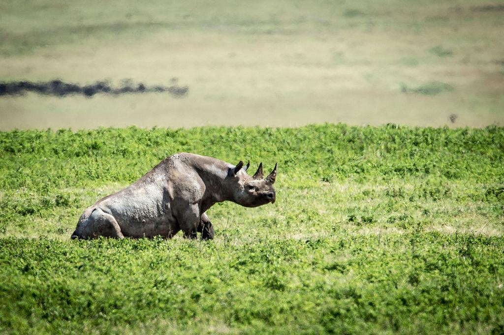 ホテル Gibb'S Farm カラトゥ エクステリア 写真