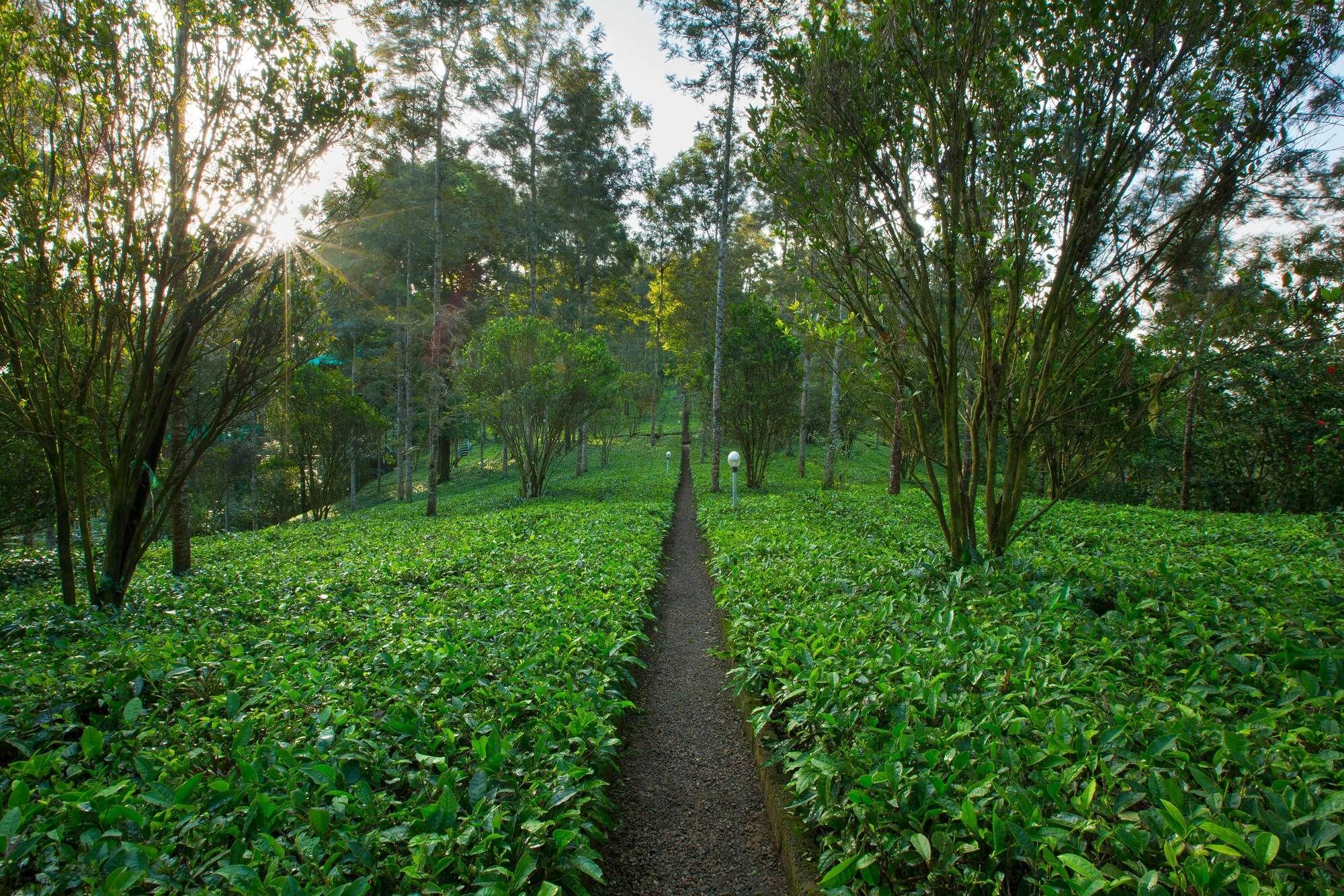 Dream Catcher Plantation Resort ムンナール エクステリア 写真