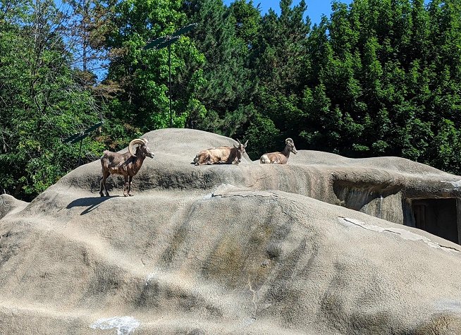 The Buffalo Zoo photo