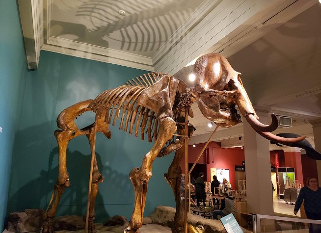 Carnegie Museum of Natural History photo