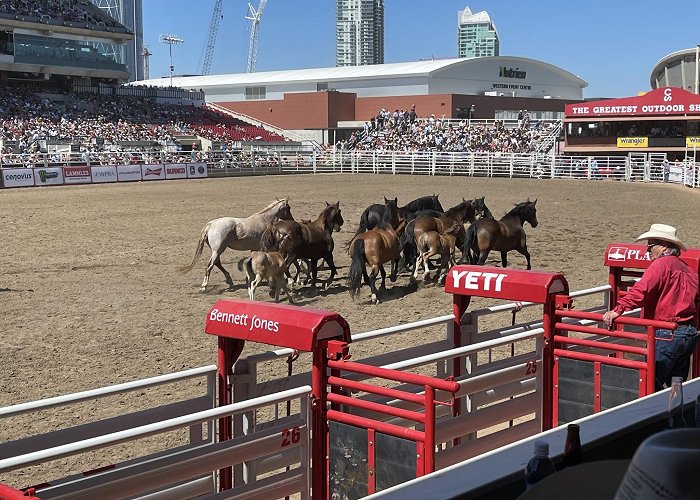 Calgary Stampede photo