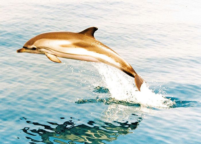 Zwinger Gibraltar Day Trip with Dolphin Watching Boat Tour and Rock Visit ... photo