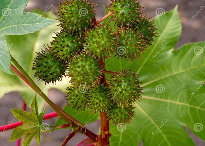 Botanical Garden Freiburg Castor Bean Plant Ricinus Communis. Botanical Garden, Freiburg ... photo