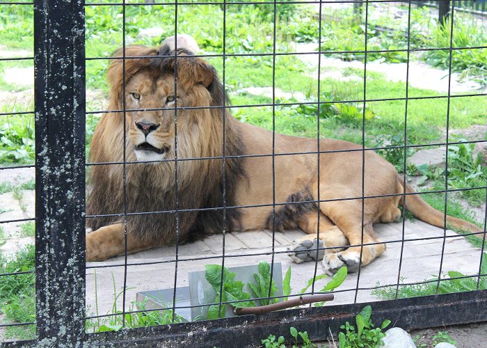 Bowmanville Zoo Meet the Bowmanville Cubs - Mom vs the Boys photo