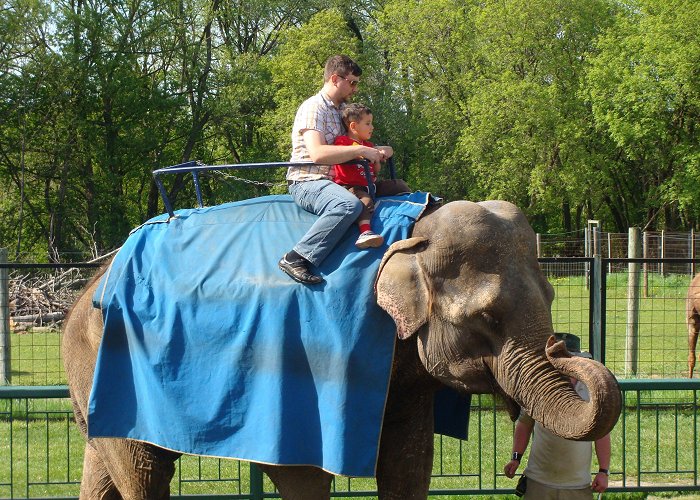 Bowmanville Zoo Riding an elephant @ Bowmanville Zoo - Bowmanville, ON | Elephant ... photo