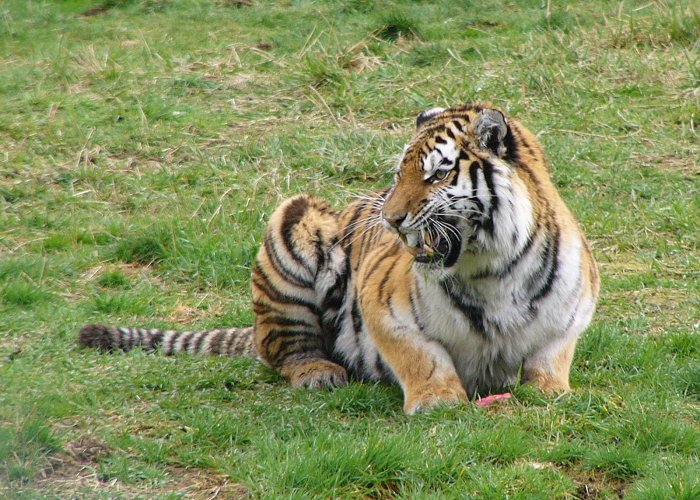 Greater Vancouver Zoological The Online Zoo - Tiger photo