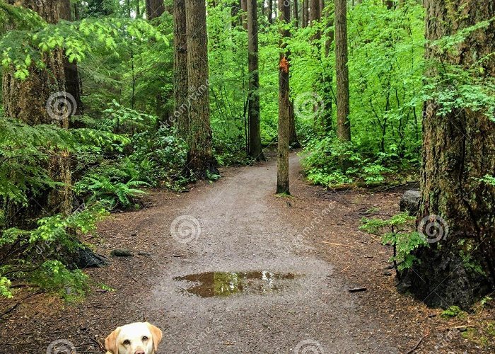 Pacific Spirit Regional Park A Rainy Trail in the Forest with a Yellow Lab Dog, in Pacific ... photo