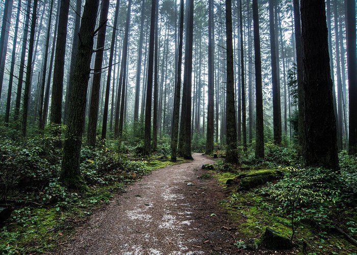 Pacific Spirit Regional Park Pacific Spirit Regional Park — Park Review | Condé Nast Traveler photo