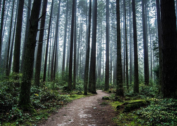 Pacific Spirit Regional Park Pacific Spirit Regional Park — Park Review | Condé Nast Traveler photo