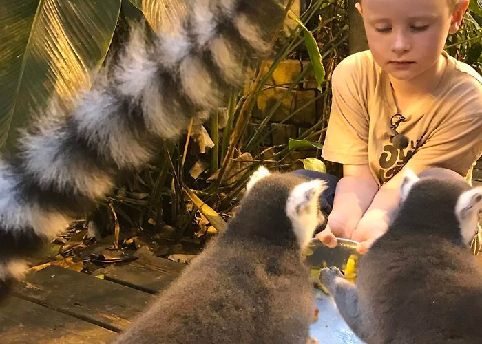 Zoo Lille Den lille Dyrehage Zoo in Gjerstad | Theme Parks | Sundebru | Norway photo