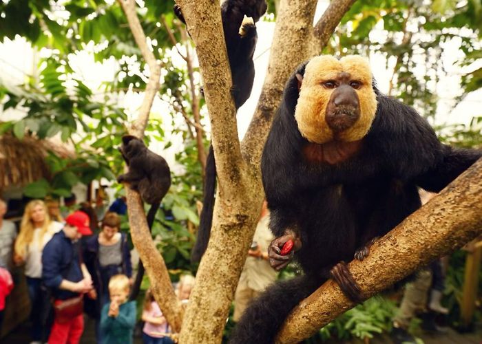 Zoo Lille Den lille Dyrehage Zoo in Gjerstad | Theme Parks | Sundebru | Norway photo