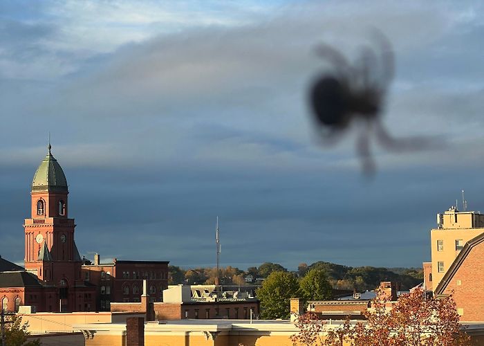 Nice Town Hall I thought Lewiston town hall looked particularly nice all lit up ... photo