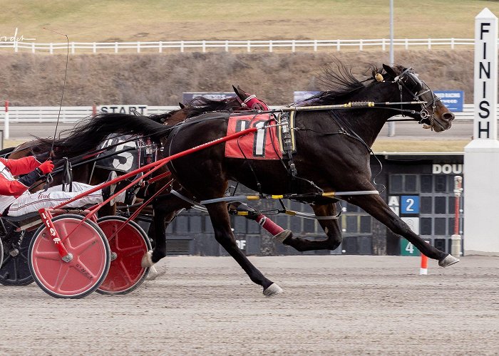 Red Shores at Summerside Raceway Roll Em crushes in $35,000 55th Governor's Plate - Harnesslink photo