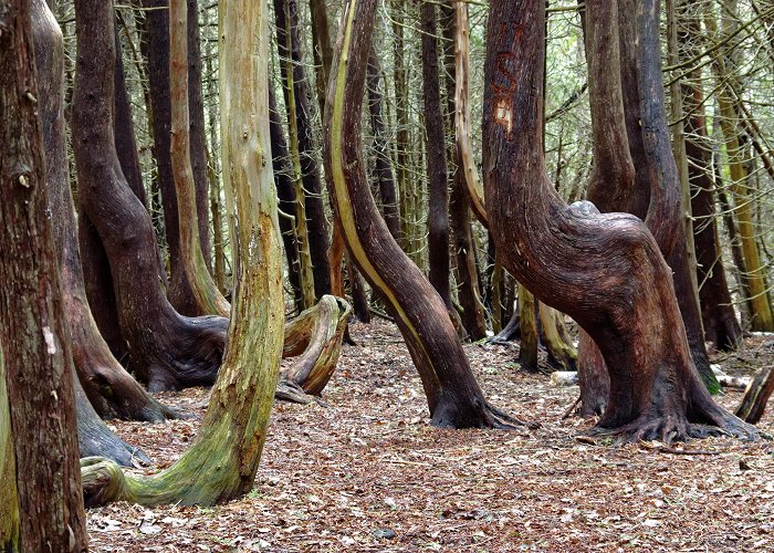 Presqu'ile Provincial Park Horse trees at Presqu'ile Provincial Park in Brighton Ontario ... photo