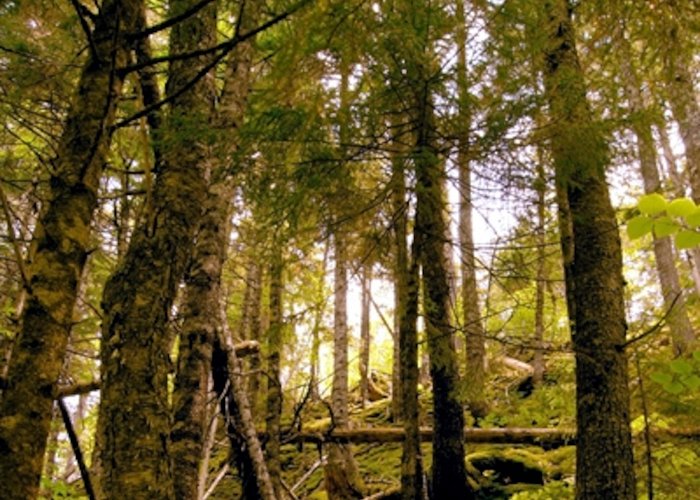 Fundy National Park Fundy National Park photo