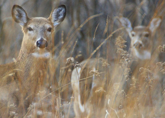 Short Hills Provincial Park A Few Notes On The Deer Hunt In Niagara, Ontario's Short Hills ... photo