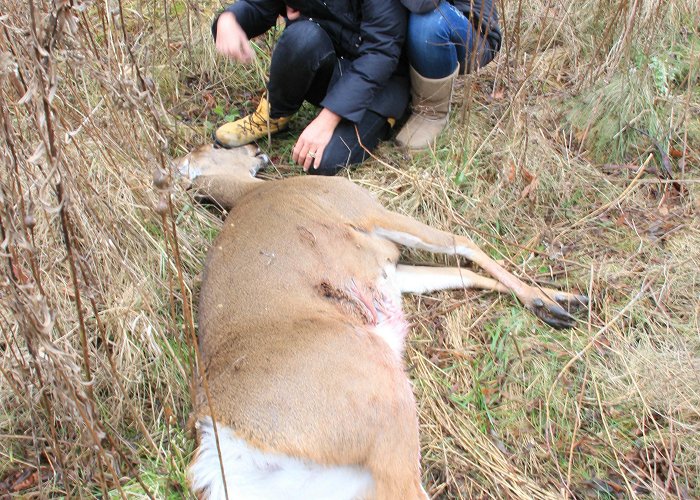 Short Hills Provincial Park Already Controversial Short Hills Hunt Draws More Outrage As It ... photo