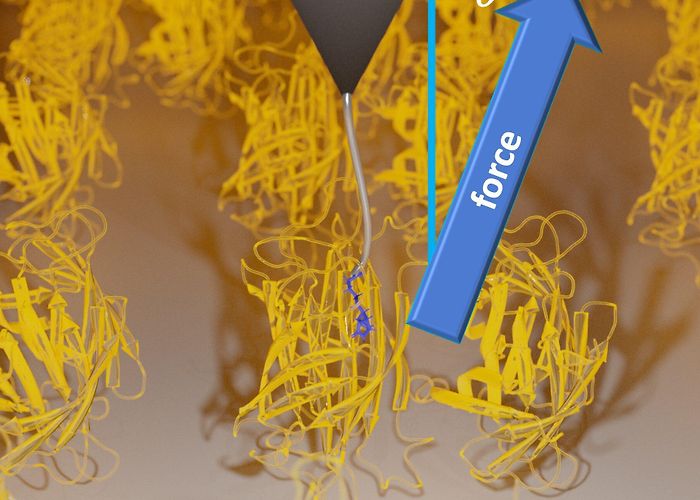 Insitute of Physics New type of friction discovered in ligand-protein systems photo