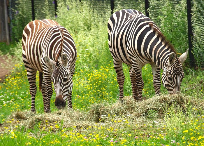 Magnetic Hill Zoo MAGNETIC HILL ZOO, MONCTON, NEW BRUNSWICK--NINE FAVOURITE PHOTOS photo