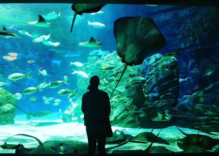 Ripley's Aquarium of Canada Ripley's Aquarium of Canada Tours - Book Now | Expedia photo