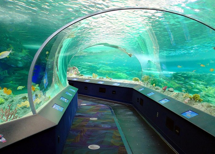 Ripley's Aquarium of Canada Ripley's Aquarium of Canada | Attractions in Harbourfront, Toronto photo