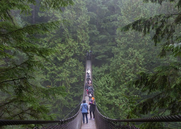 Lynn Canyon Park Braving the rain at Lynn Canyon Park and Suspension Bridge – Brown ... photo