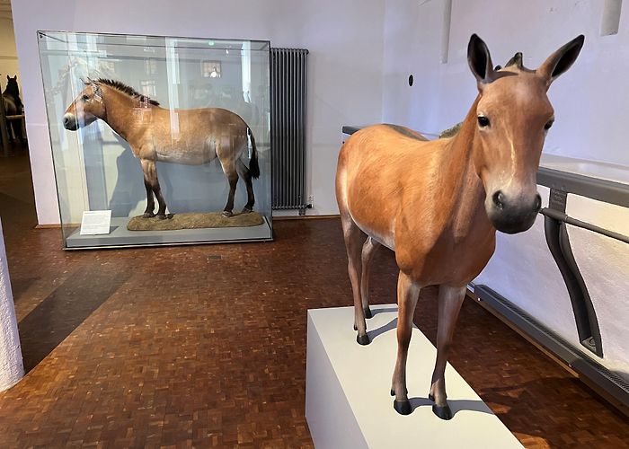 Deutsches Pferdemuseum e.V. Deutsches Pferdemuseum photo