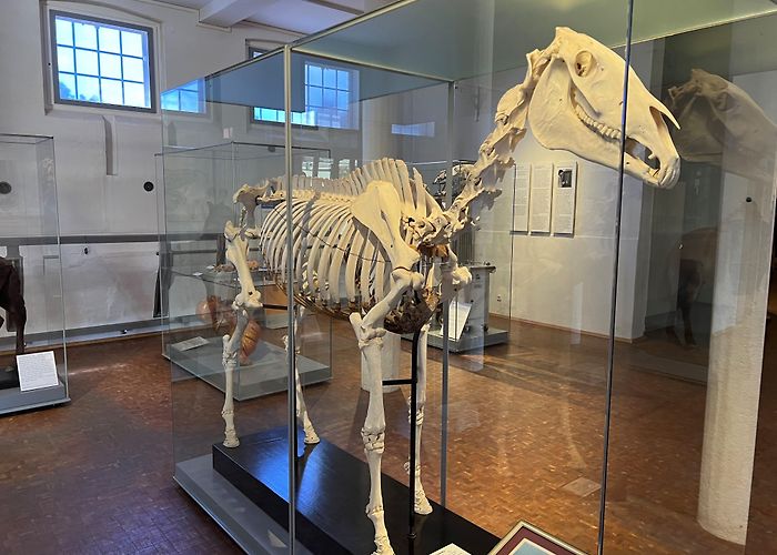 Deutsches Pferdemuseum e.V. Deutsches Pferdemuseum photo