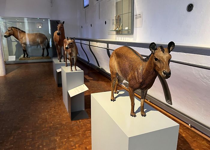 Deutsches Pferdemuseum e.V. Deutsches Pferdemuseum photo