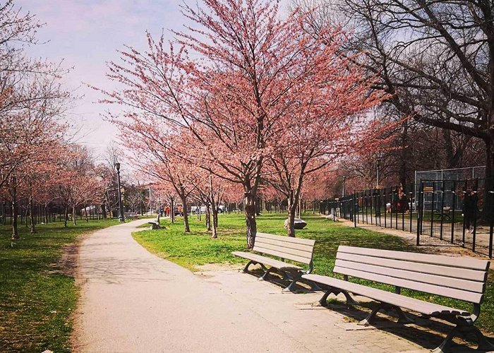 Trinity Bellwoods Park The cherry blossoms have started to bloom in Toronto photo