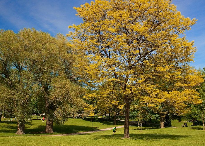 Trinity Bellwoods Park Trinity Bellwoods Park – Park Review | Condé Nast Traveler photo