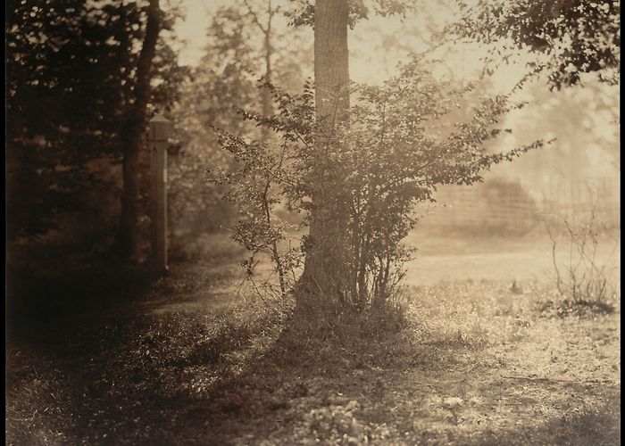Forest of Fontainebleau Gustave Le Gray | Tree Study, Forest of Fontainebleau | The ... photo