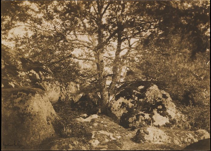 Forest of Fontainebleau Gustave Le Gray | [Oak Tree and Rocks, Forest of Fontainebleau ... photo