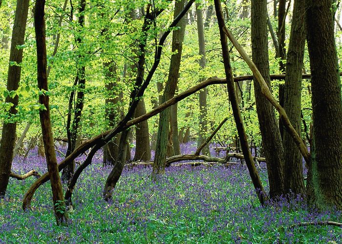 Forest of Fontainebleau Forêt de Fontainebleau – Park Review | Condé Nast Traveler photo