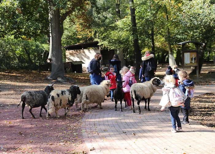 parc friedel Parc Friedel : promenade au milieu des animaux en liberté - Cotad ... photo