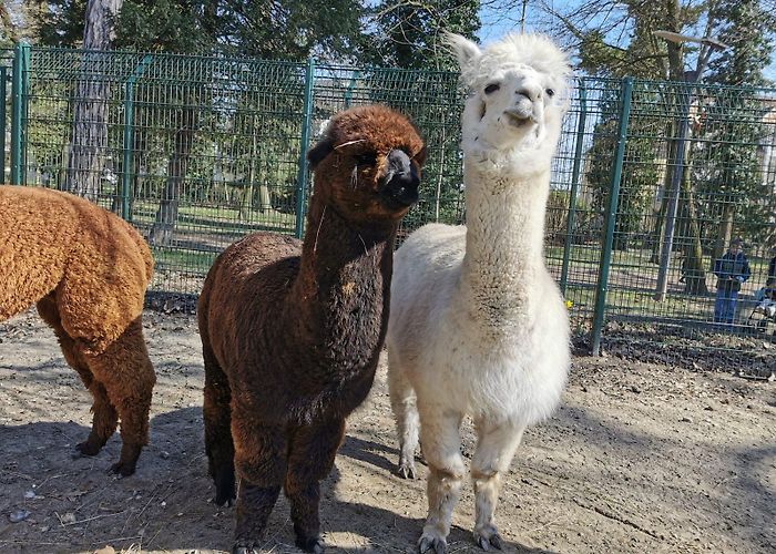 parc friedel Parc Friedel : promenade au milieu des animaux en liberté - Cotad ... photo