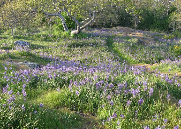 Uplands Park Camas Day Celebration | Friends of Uplands Park - The First Six ... photo