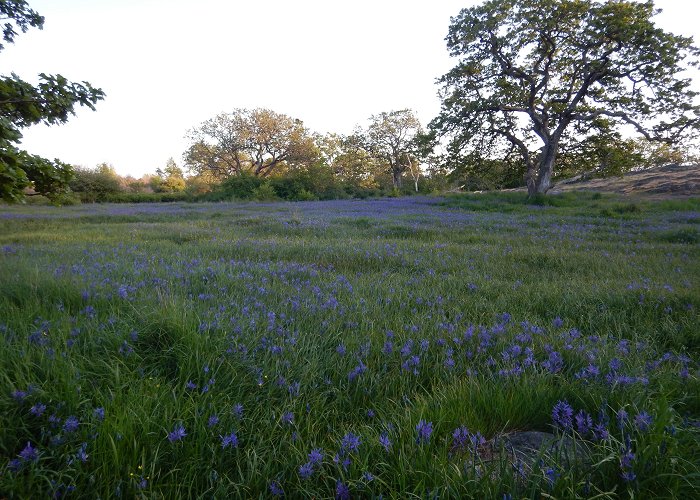 Uplands Park Camas Identification | Garden Variety Life photo