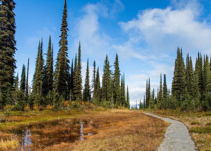 Mount Revelstoke National Park Mount Revelstoke National Park Tours - Book Now | Expedia photo