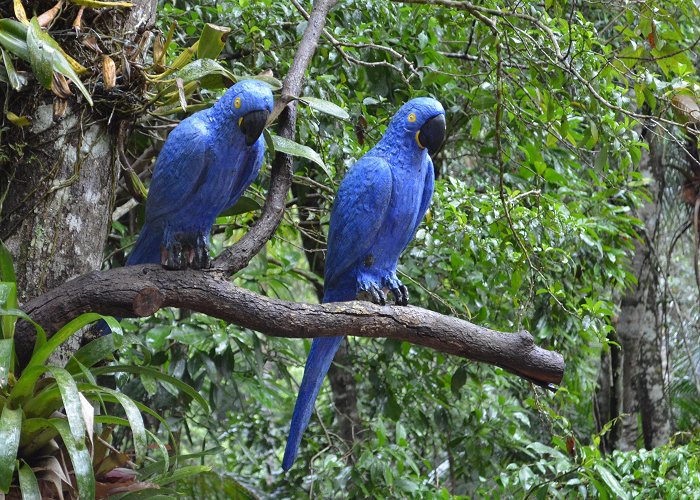 Tijuca Forest National Park Urban Environmentalism Program at Tijuca Rainforest Rio - Elisa ... photo