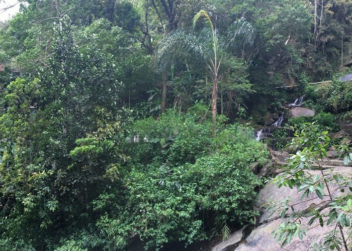 Tijuca Forest National Park The Tijuca Forest: The green area of Rio de Janeiro - RipioTurismo ... photo